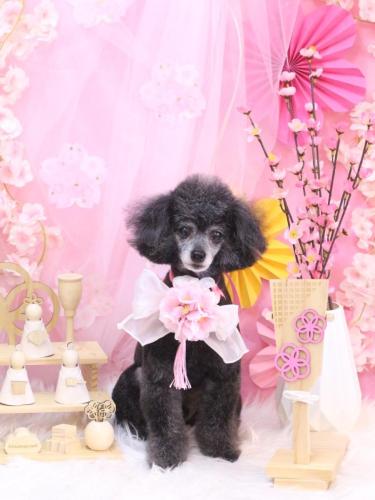 20250301ラムちゃん